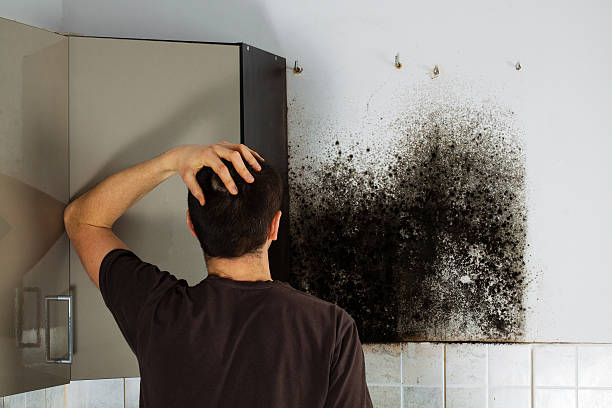 Pismo Beach, CA Mold Removal Company