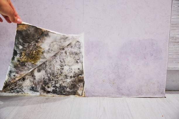 Best Fast Mold Removal  in Pismo Beach, CA